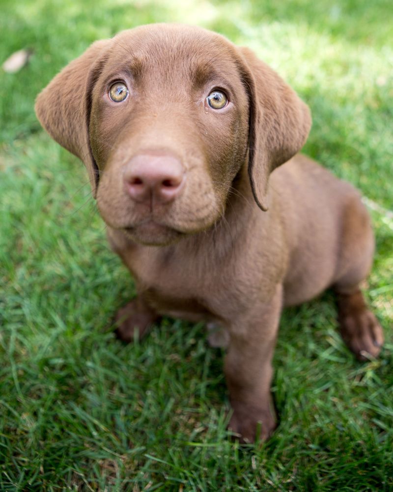 Labrador Coat Color and the Dilute Gene