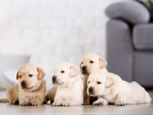 Labrador Dog Price – The Costs Involved