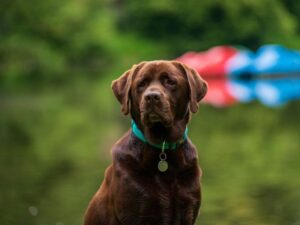 Labrador Lifespan Surveys