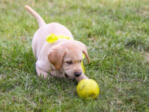 Labrador Lifespan and Inbreeding