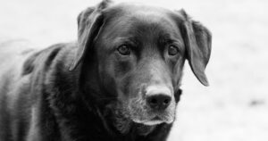 Labrador Retriever Life Span – How Long Do Labs Live