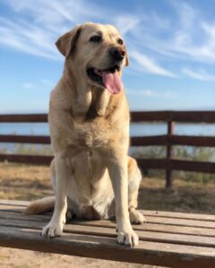 Labradors Are Funny