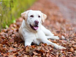 Labradors Are Loving