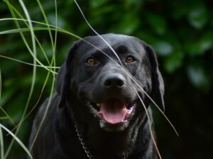 Labradors Are Loyal