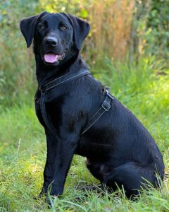 Labradors Encourage Us To Learn