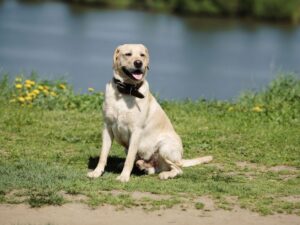 Labradors Help Us Live Longer