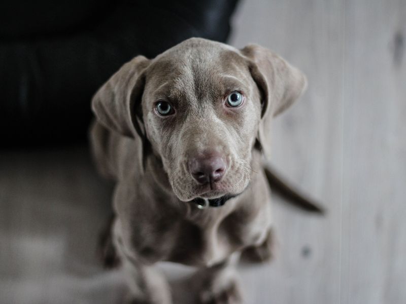 Meet the Silver Lab