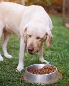 Overfeeding Decreases Labrador Lifespan