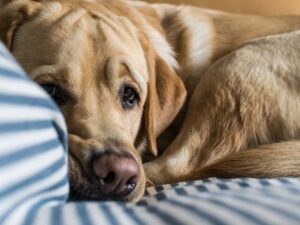 Punishment Impairs A Dog’s Decision Making Process