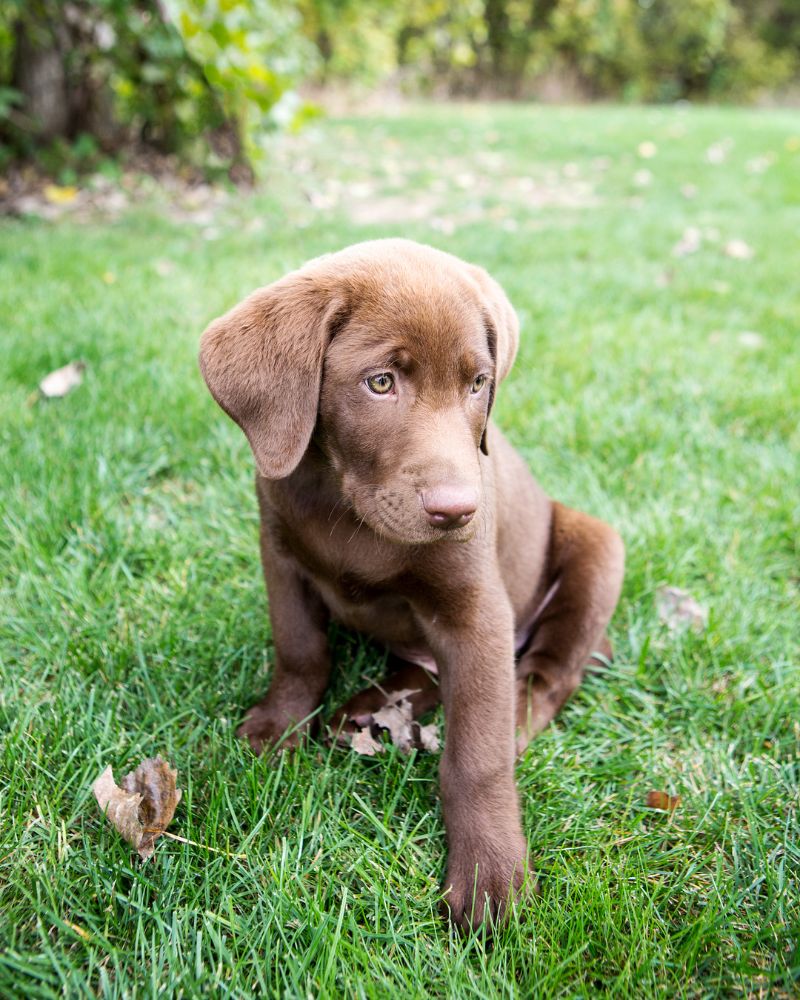 Silver Lab Temperament and Training