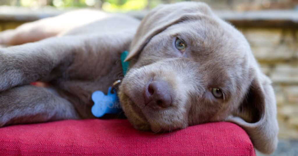 Silver Lab – The Facts About Silver Labrador Retrievers