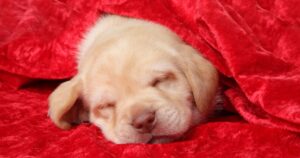 Stop Your Puppy Crying – Great Tips For Settling New Puppies Day & Night
