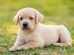 Techie Girl Puppy Names