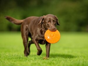 Temperament and Labrador Lifespan