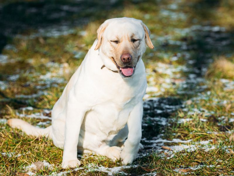 The Appeal of the English Labrador