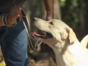 The Meaning of Discipline in Dog Training