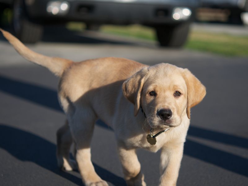 Top 100 Popular Male Dog Names For 2021