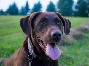 Top Tough Dog Names
