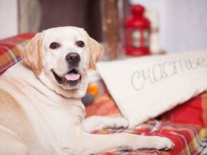 Tough Dog Names For Labradors