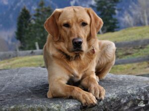 Tough Guard Dog Names
