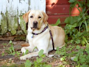 Tough Guard Dog Names