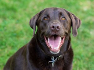 Tough Male Dog Names
