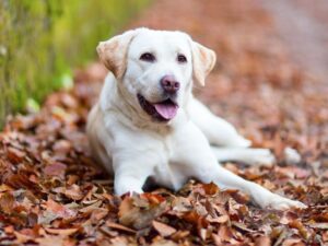 Unique Female Dog Names