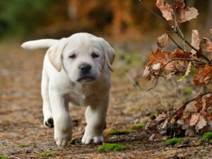 Unique Girl Puppy Names