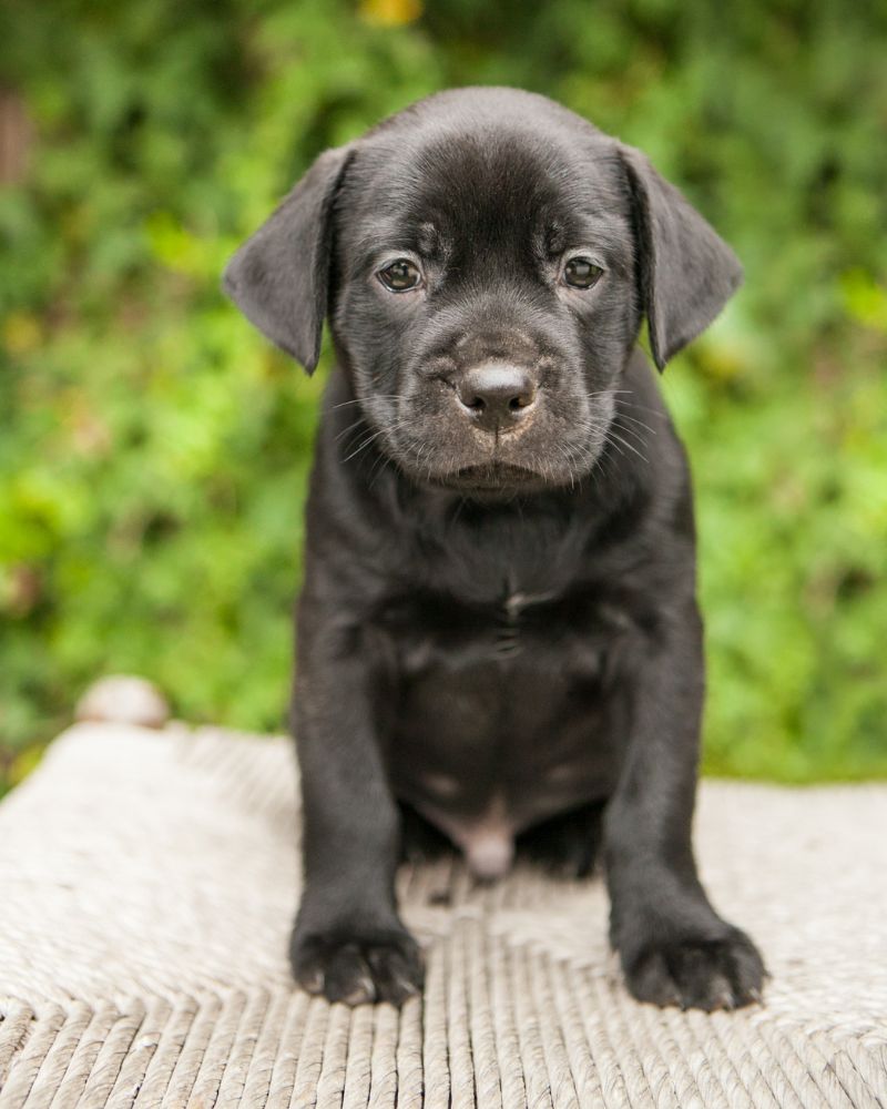 What Are Your Favorite Black Lab Names