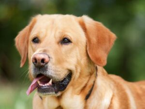 What Controls Labrador Retriever Lifespan