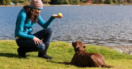 What Is the Best Age To Start Training a Lab Puppy?