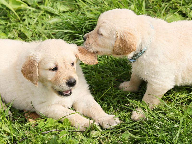 When Can Puppies Meet Other Dogs