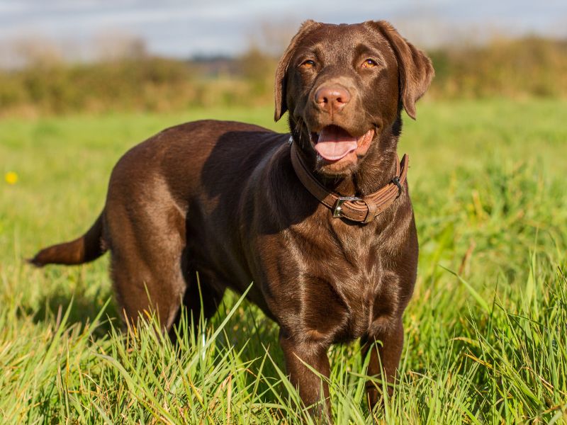 When Did Chocolate Labs Become Popular