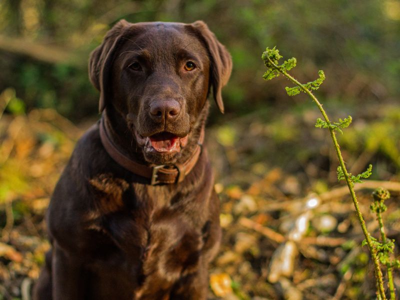 Where Do Chocolate Labs Come From