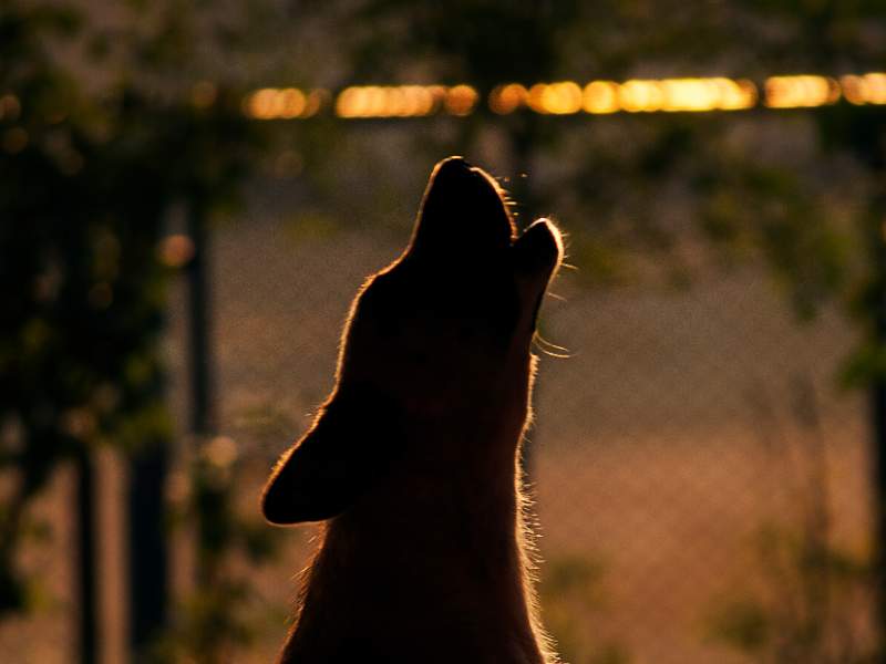 Why Do Dogs Howl at Night?