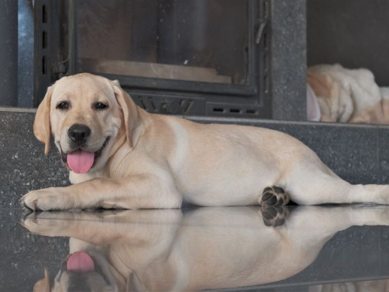 Will An Adult Labrador Suit Your Lifestyle