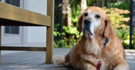 oldest golden retriever: 20-year-old augie