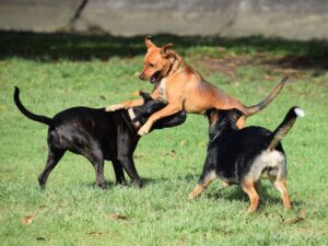 Alpha Dog Meaning