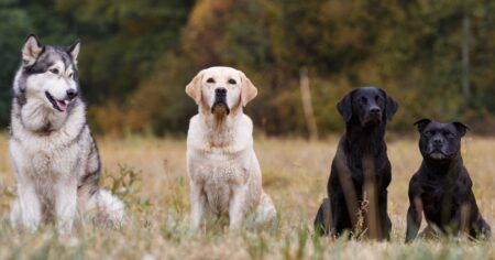 Alpha Dog – The Facts About Dog Dominance And Pack Leaders