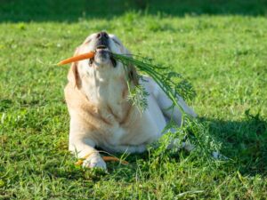 Are Carrots Good for Dogs