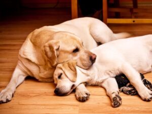 Bonding with Two Puppies