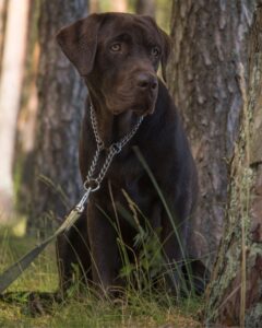 Brown Dogs