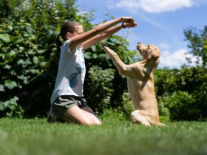 Build a Dog Training Habit