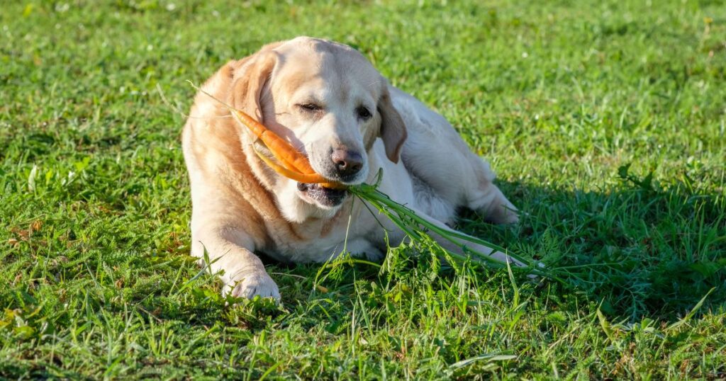 Can Dogs Eat Carrots_ A Complete Guide to Carrots for Dogs