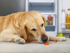 Can Dogs Eat Raw Carrots