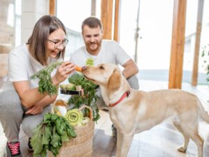 Carrots and Dog Health