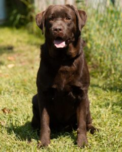 Chocolate Labradors