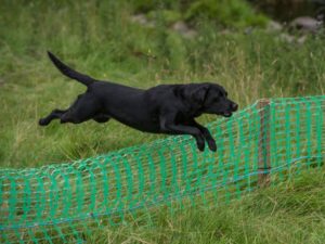 Crossover Dog Training