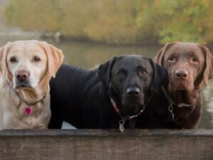 Do Labrador Dog Colors Matter