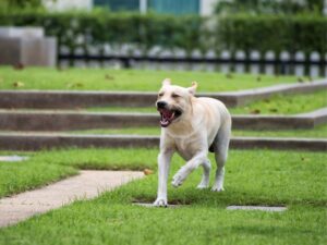 Dog Behavior Problems And Aggression